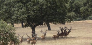 Declarada comarca de emergencia cinegética temporal en pueblos de Cuenca