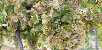 Cooperativas abordará las novedades de la PAC 2016