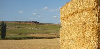 La Junta dedicará el mayor porcentaje de ayudas a agricultura ecológica agricultura ecológica
