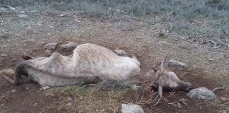 Tres vacas y tres terneros muertos en un solo día