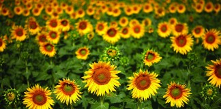 ASAJA Cuenca estima que campaña girasol no alcanzará las 85.000 toneladas