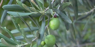 La campaña de aceite de oliva supera las previsiones iniciales