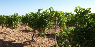 6.006 euros por hectárea de viñedo reconvertida de 2001 a 2015