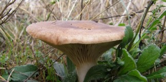 Las setas de cardo, como complemento a la actividad agraria