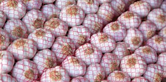 Ajo Morado de las Pedroñeras augura una buena campaña