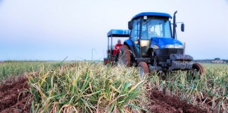 IGP Ajo Morado de las Pedroñeras vendió 1.500 toneladas en 2015