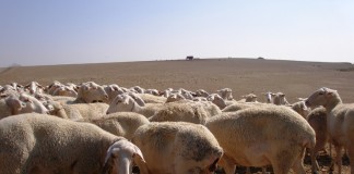 Martinez Arroyo anuncia medidas de apoyo contra ataques al ganado