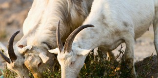 La leche de cabra de Castilla-La Mancha, la peor pagada de España