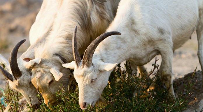 Castilla-La Mancha, segunda en número de explotaciones caprinas