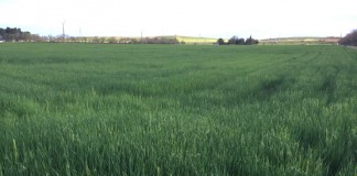 Trigo, cebada y maíz mantienen estabilidad en los precios, mientras la colza baja cebada