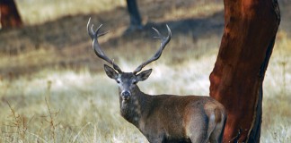 Dos linajes diferentes de ciervos conviven en España