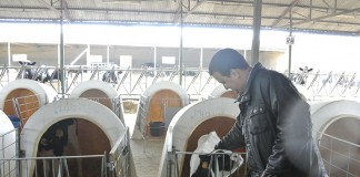 El Gobierno regional priorizará en las ayudas a los ganaderos que se unan en ‘agrupaciones de productores lácteos’