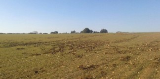 Prorrogada la emergencia cinegética por daños de ciervo en Guadalajara