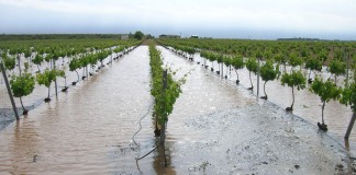 Las tormentas causan graves daños en los cultivos de Albacete