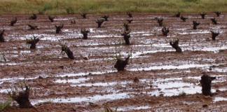 Ayudas a contratación Seguros Agrarios