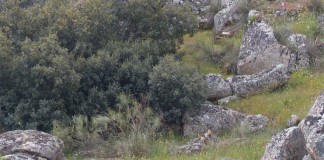 Nacen cuatro cachorros de lince ibérico en los Montes de Toledo