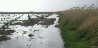 ASAJA Castilla-La Mancha pide que autorice a agricultores a limpiar los cauces de los ríos