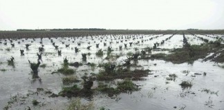 La lluvia alivia los temores de agricultores y ganaderos