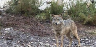 Califica “de ensañamiento con los ganaderos” la política del Gobierno respecto a los ataques del lobo