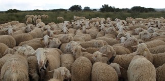 ASAJA Ciudad Real, indignada por la denegación de ayudas al pastoreo