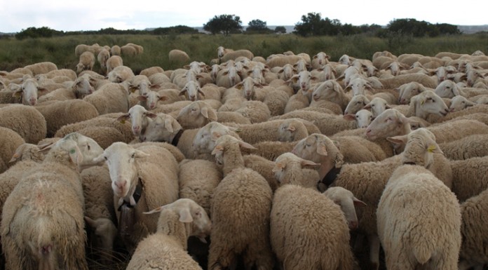 Propone reparto más justo de ayudas ministeriales de ovino y caprino