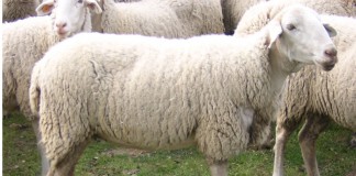 La ADSG ‘San Isidoro’ se integra en ‘El Fontanal’