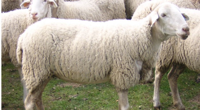 Explotaciones ‘centinela’ vigilan presencia de lengua azul también en Castilla-La Mancha