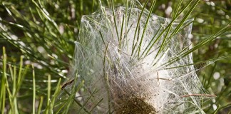 Proposición No de Ley socialista para combatir la procesionaria