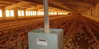 El BOE publica las condiciones de los seguros para la avicultura aves