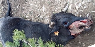 APAG ve ayudas por ataques de lobos, insuficientes para lucro cesante