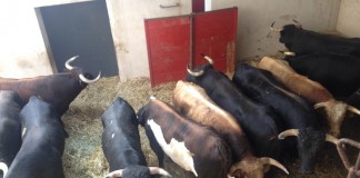 Los veterinarios advierten de falta de regulación en determinados espectáculos taurinos