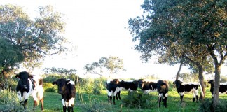 Ajuste técnico en líneas de ayudas al sector vacuno de leche