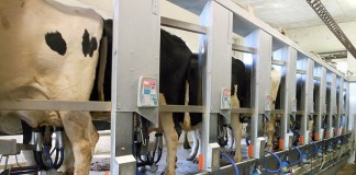 Ayudas para vacuno de leche de Castilla-La Mancha vacas de leche