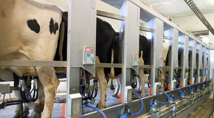 Iniciado el pago de 159,3 millones de euros de ayudas a productores de leche para compensar efectos de la guerra en Ucrania vacas de leche