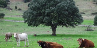 Los fabricantes, obligados a informar cada mes sobre la leche comercializada