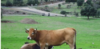 ASAJA Castilla-La Mancha solicita medidas excepcionales para los ganaderos afectados por la sequía