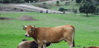 97,19 euros por vaca nodriza