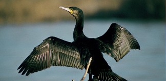 El Cormorán grande excluido del Catálogo de Especies Amenazadas de la región
