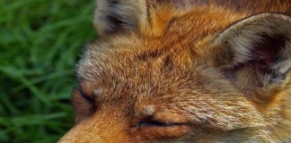 Curso para vigilantes de cotos y control de predadores