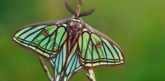 Observación de la Mariposa del Año 2016, en Uña