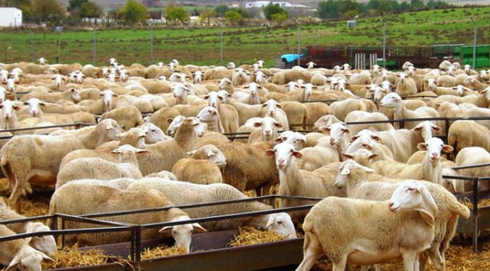 Adjudicados los 119 sementales de raza Manchega subastados en Expovicaman