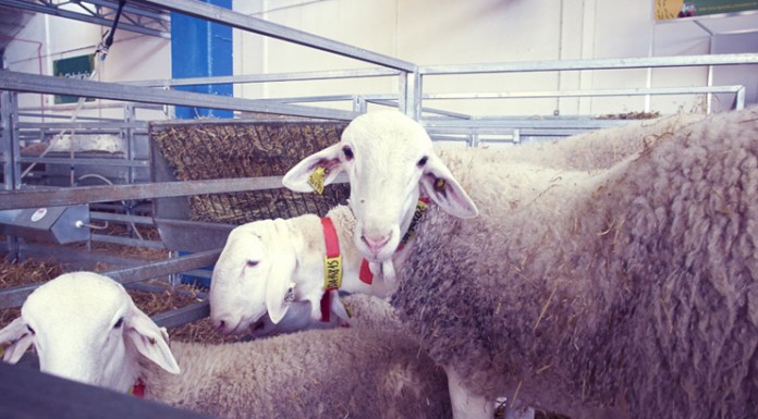 Numerosos premiados en los concursos de la raza Manchega de Expovicaman