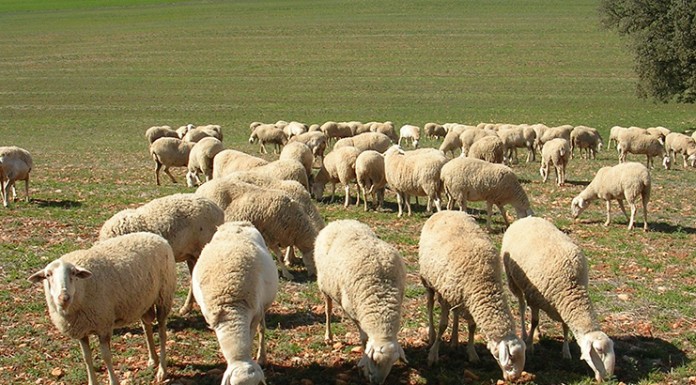 Se desinflan las expectativas de la demanda de corderos desde países árabes