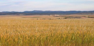 El Ministerio de Agricultura prorroga el plazo de la PAC hasta el 15 de junio