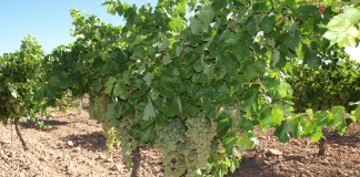 Agricultura informará en breve de los expedientes de plantación en zona ZEPA