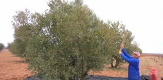 Coinciden en señalar a la aceituna como motivo del descenso del paro