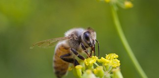 La abeja melífera no es la principal polinizadora de la flor de melón
