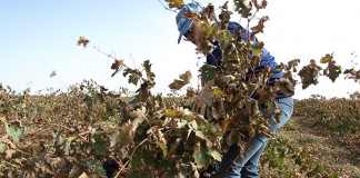 Nuevas notificaciones a los incluidos en el régimen de Pequeños Agricultores