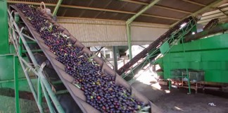 Guardia Civil recupera la aceituna robada en Fernán Caballero (Ciudad Real) almazara