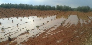 El granizo daña cultivos de localidades del Campo de Montiel